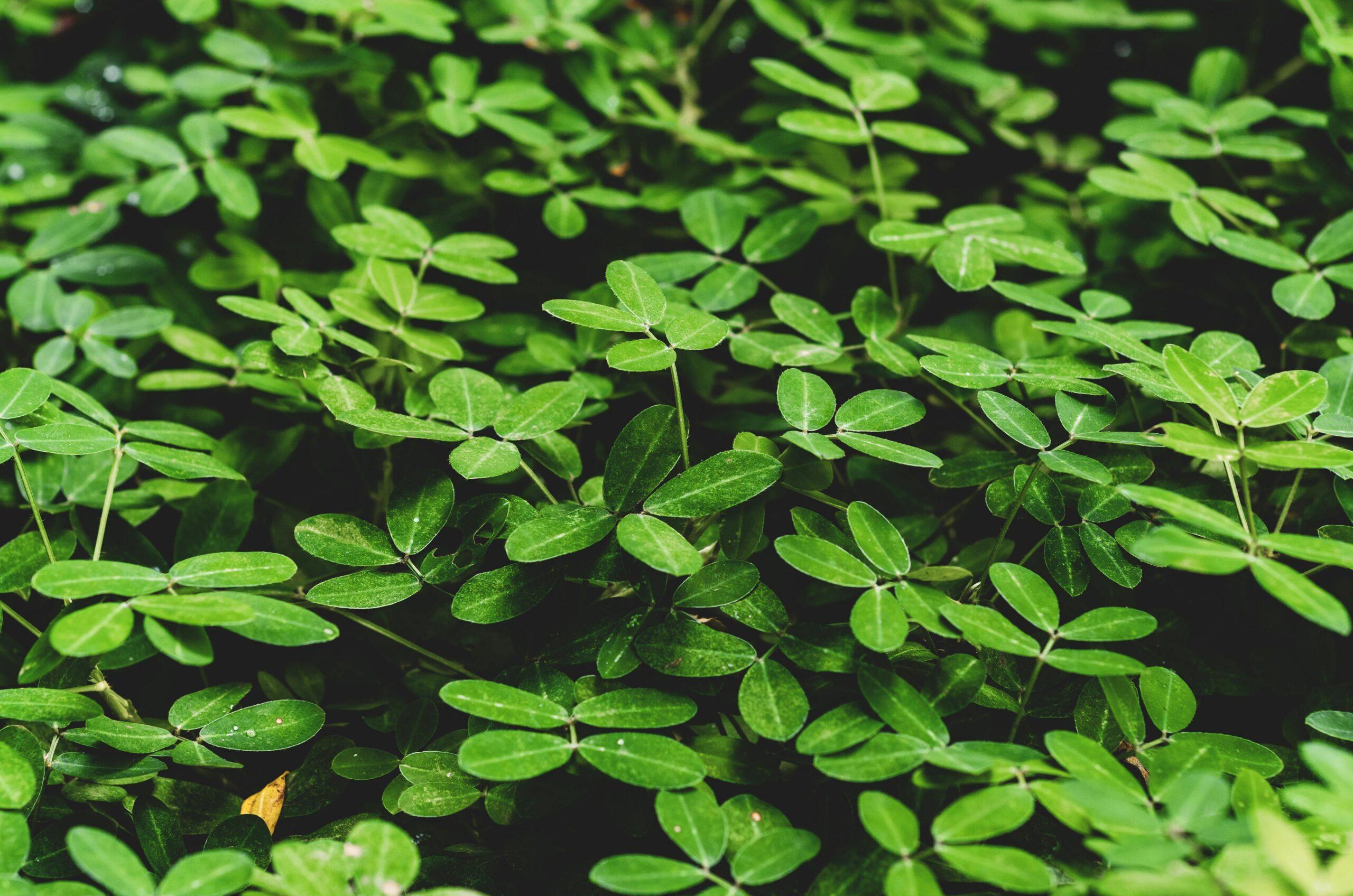 Plant Thyself